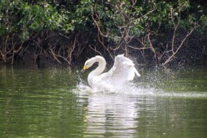 white swan, river, swan-7251763.jpg